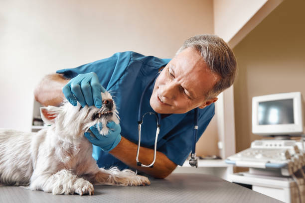 Best Emergency Dental Care for Broken or Chipped Teeth in St Johns, AZ